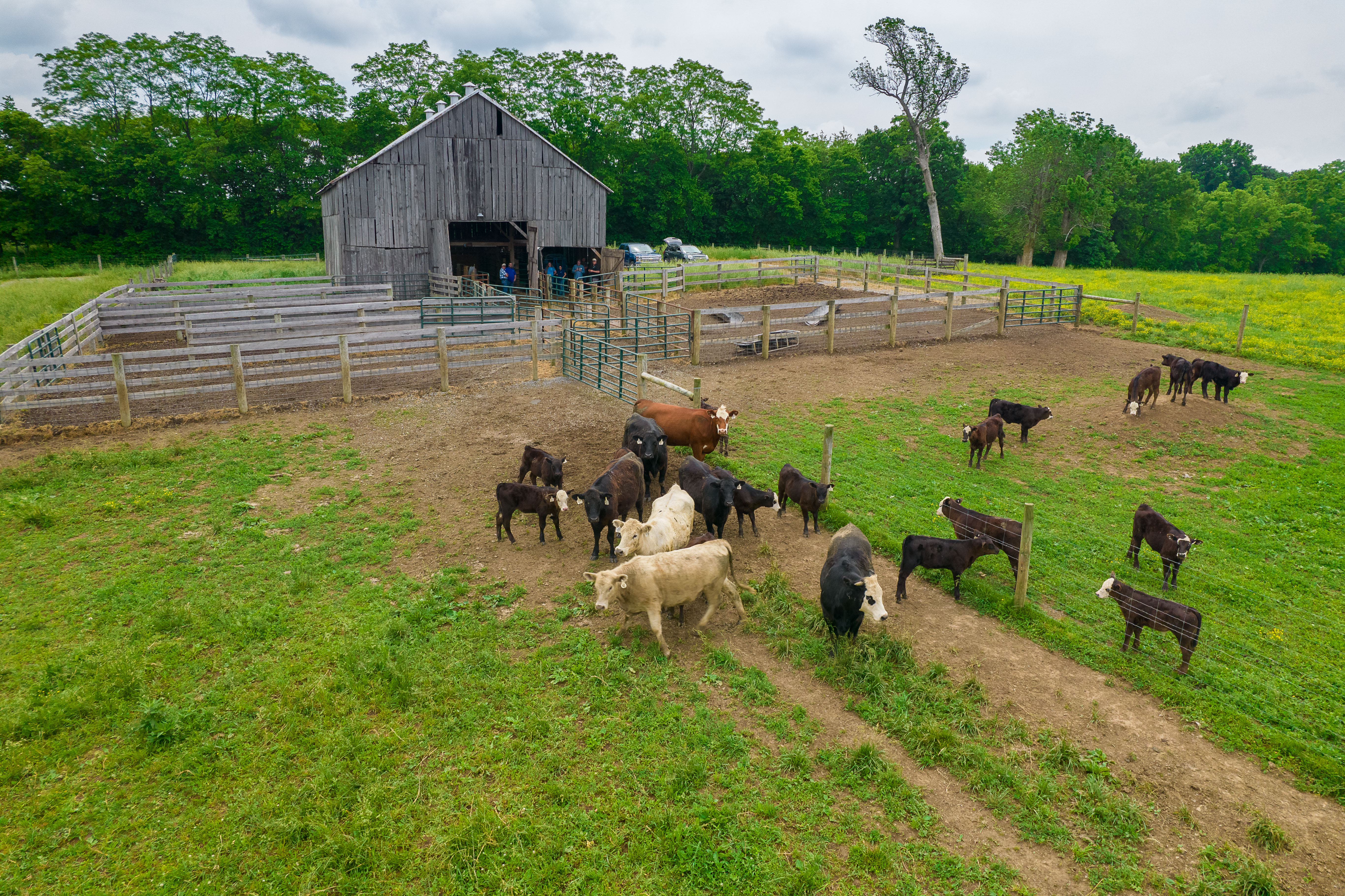 cattle in a barn lot