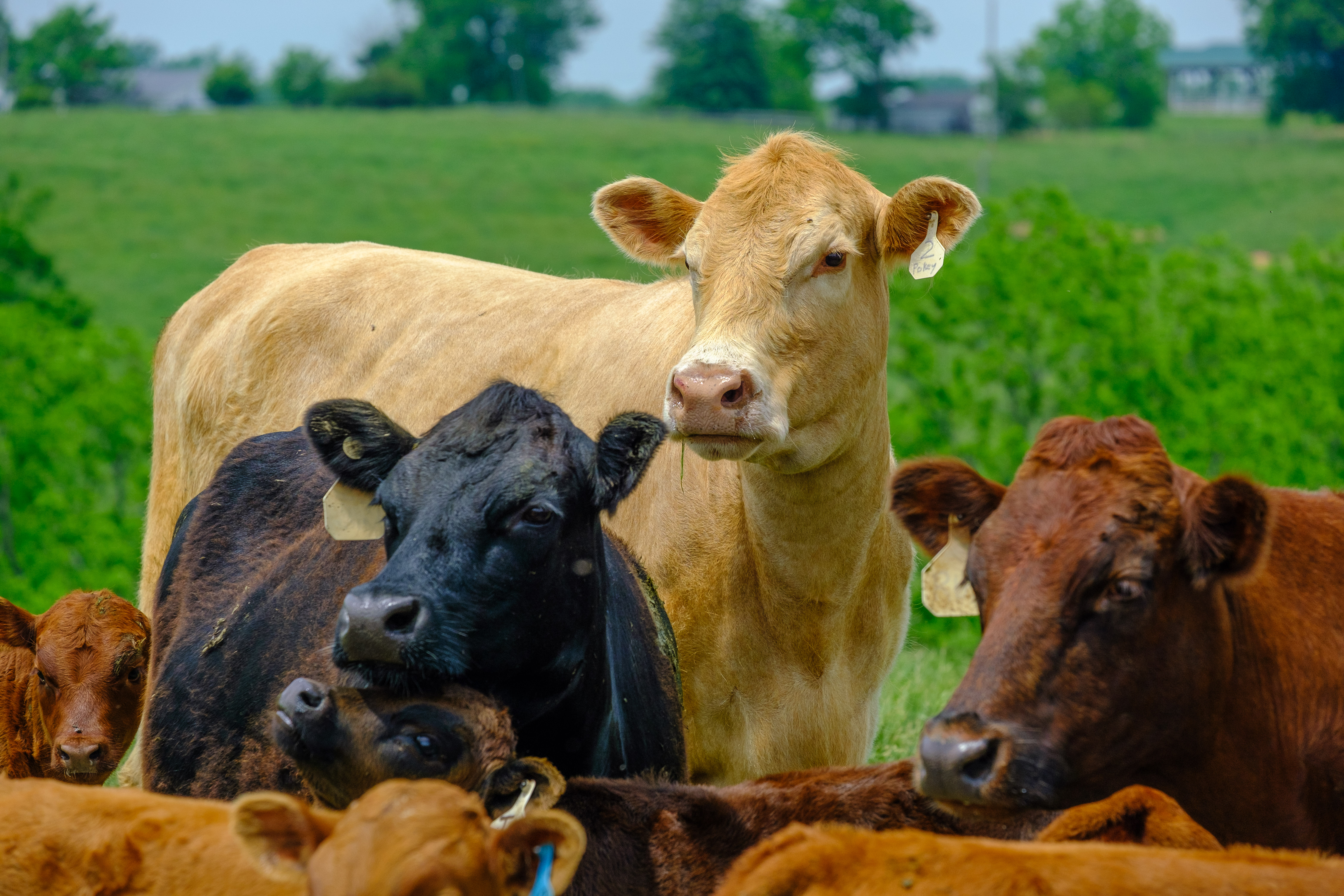 cows in a field