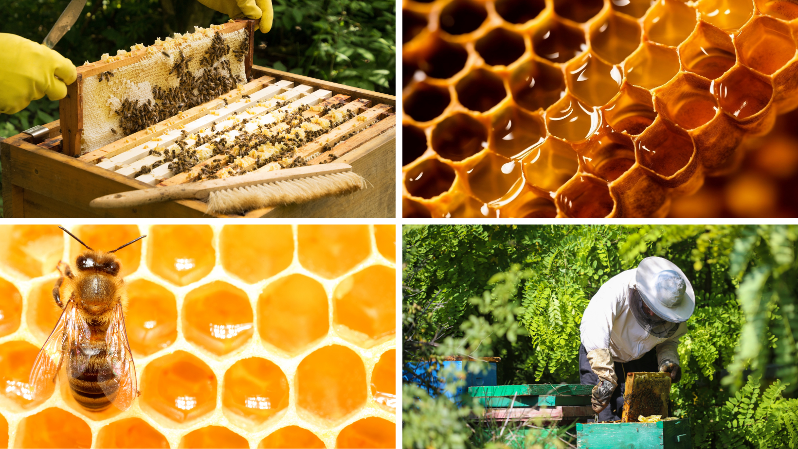 photo grid of beekeepers and honeycomb