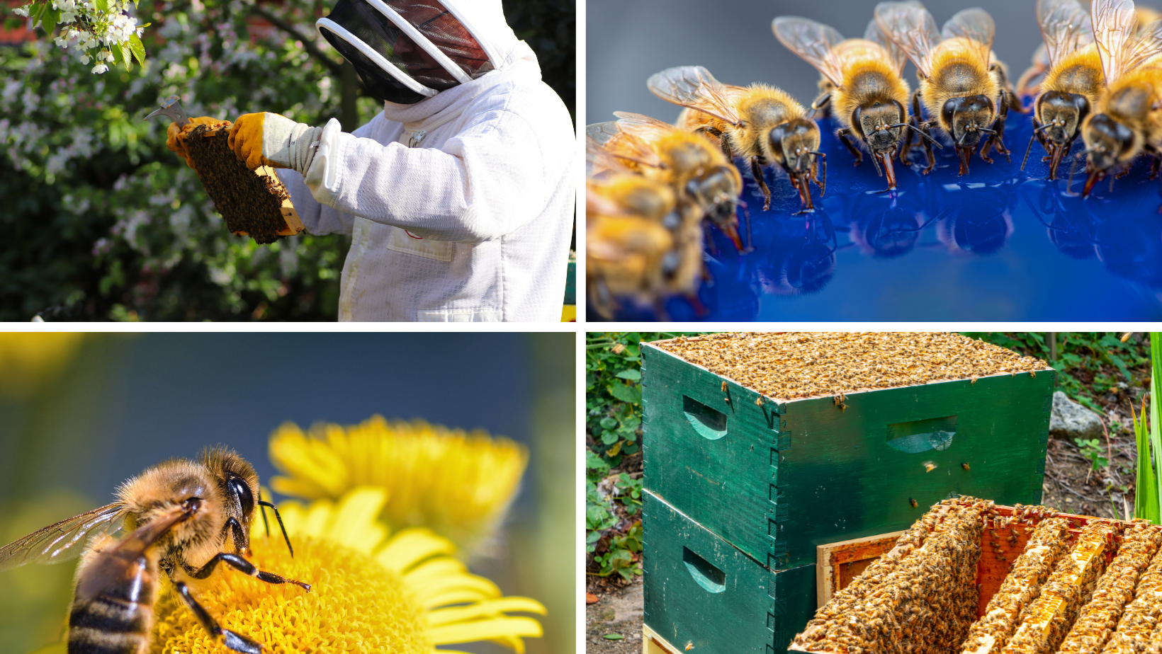grid of four photos featuring honey bees