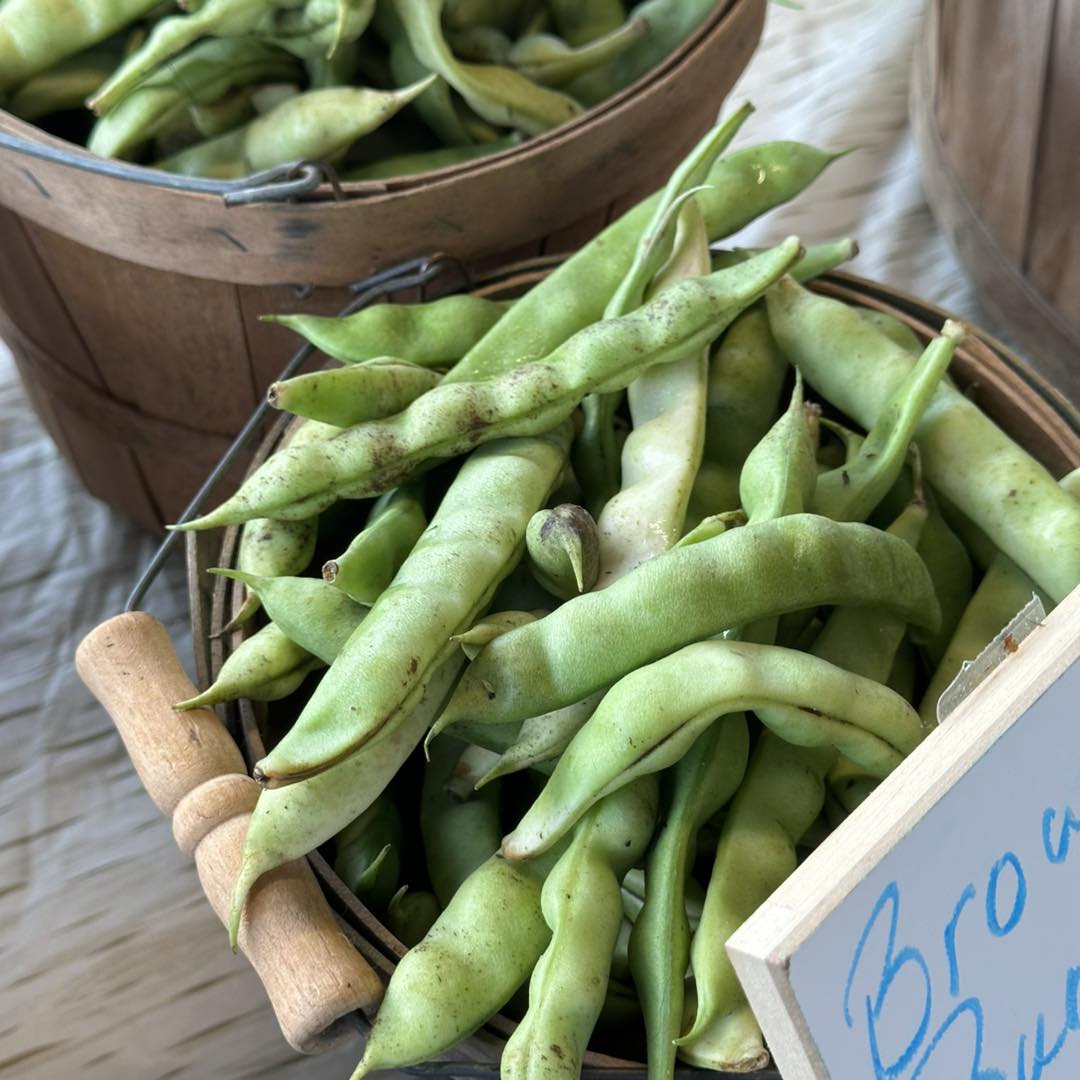 Basket of green beans