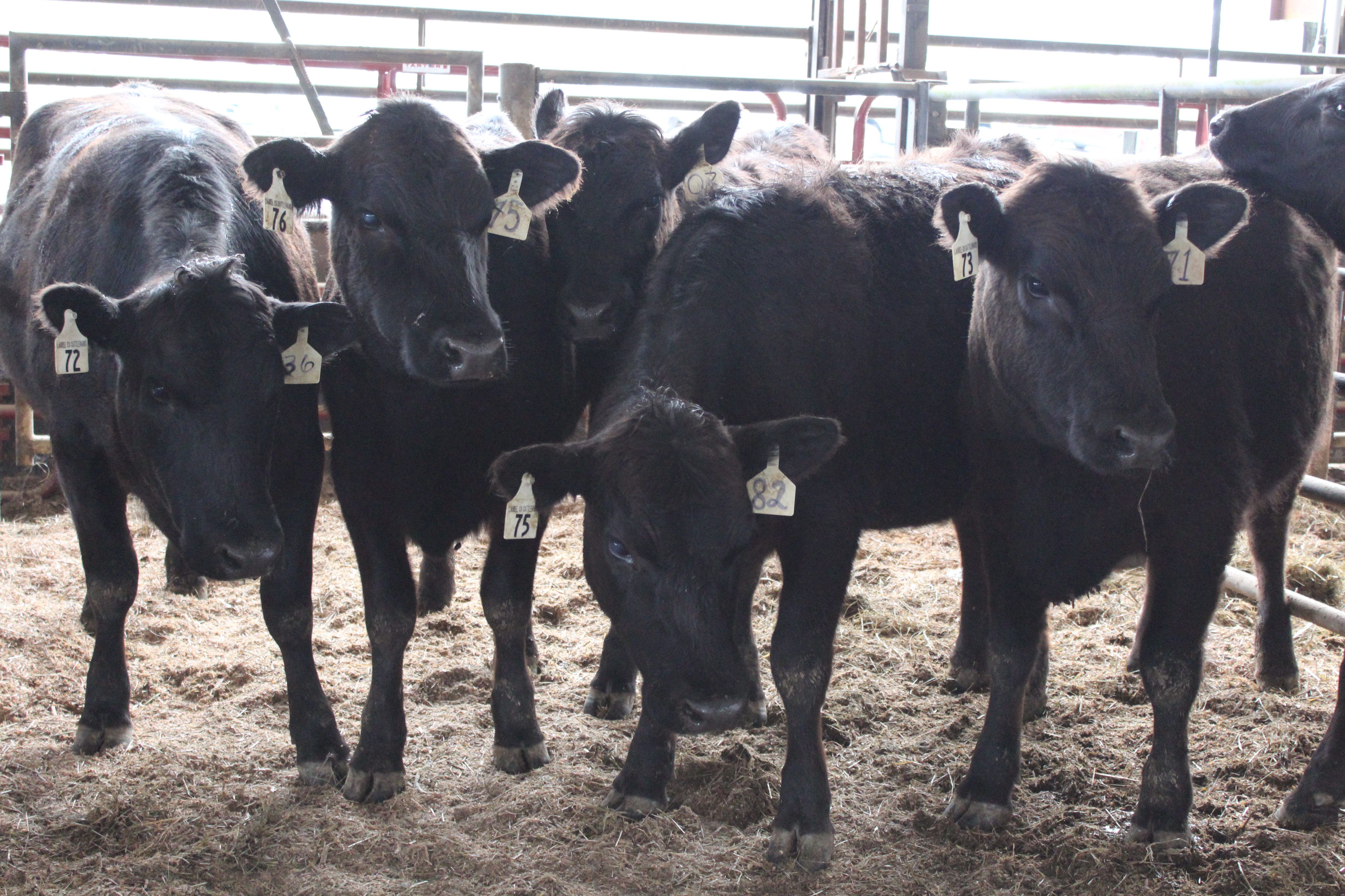 four black heifers with ear tags in a ring