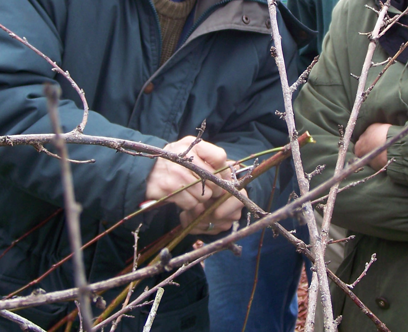 Close up of pruning demonstration