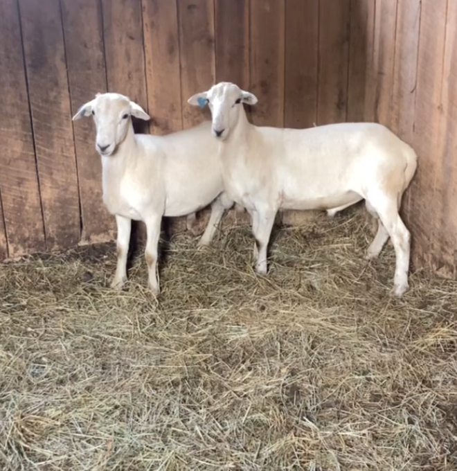 two white ram lambs