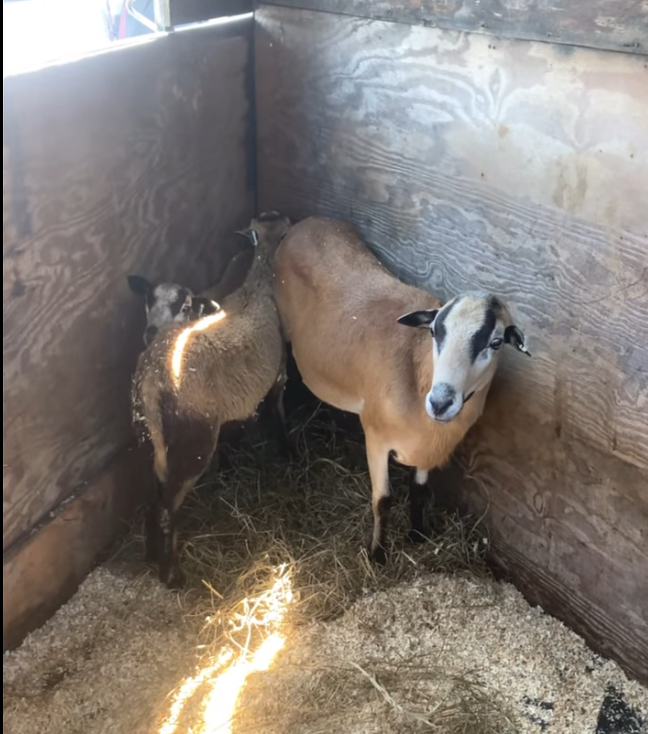 Sheep