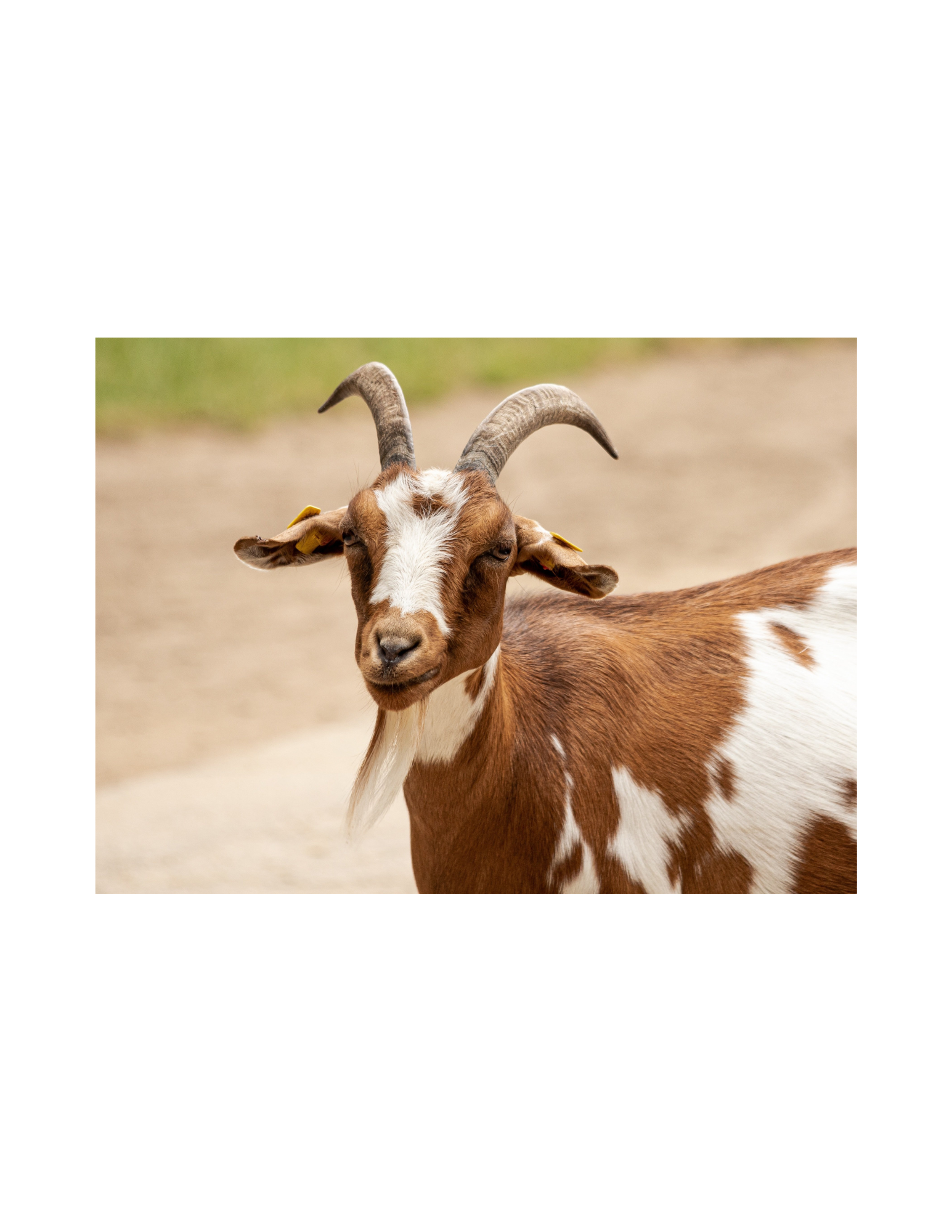 goat