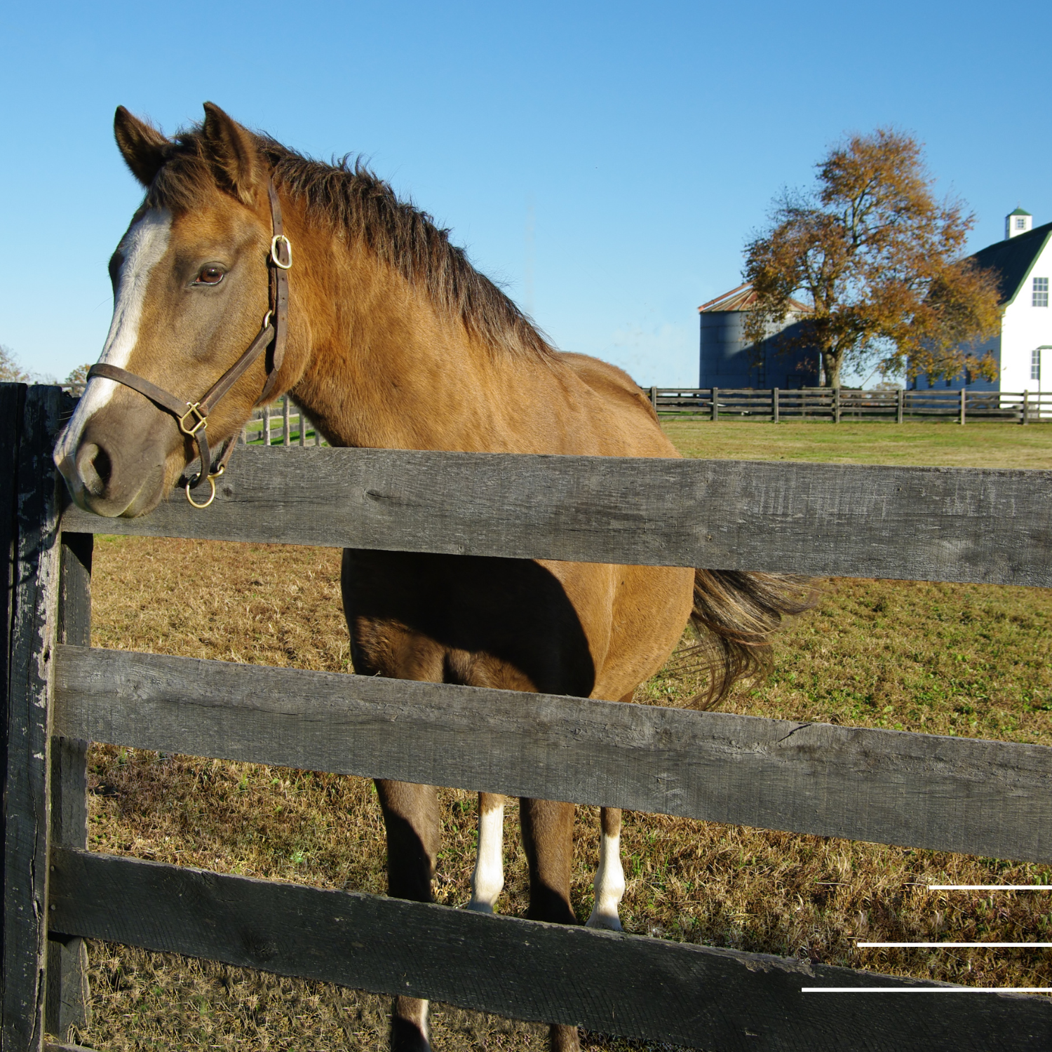 horse standing at a fence