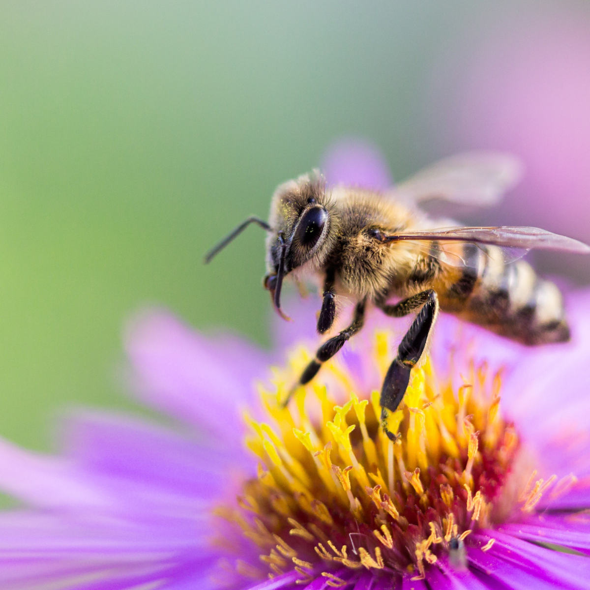 honey bee on purple and yellow flower