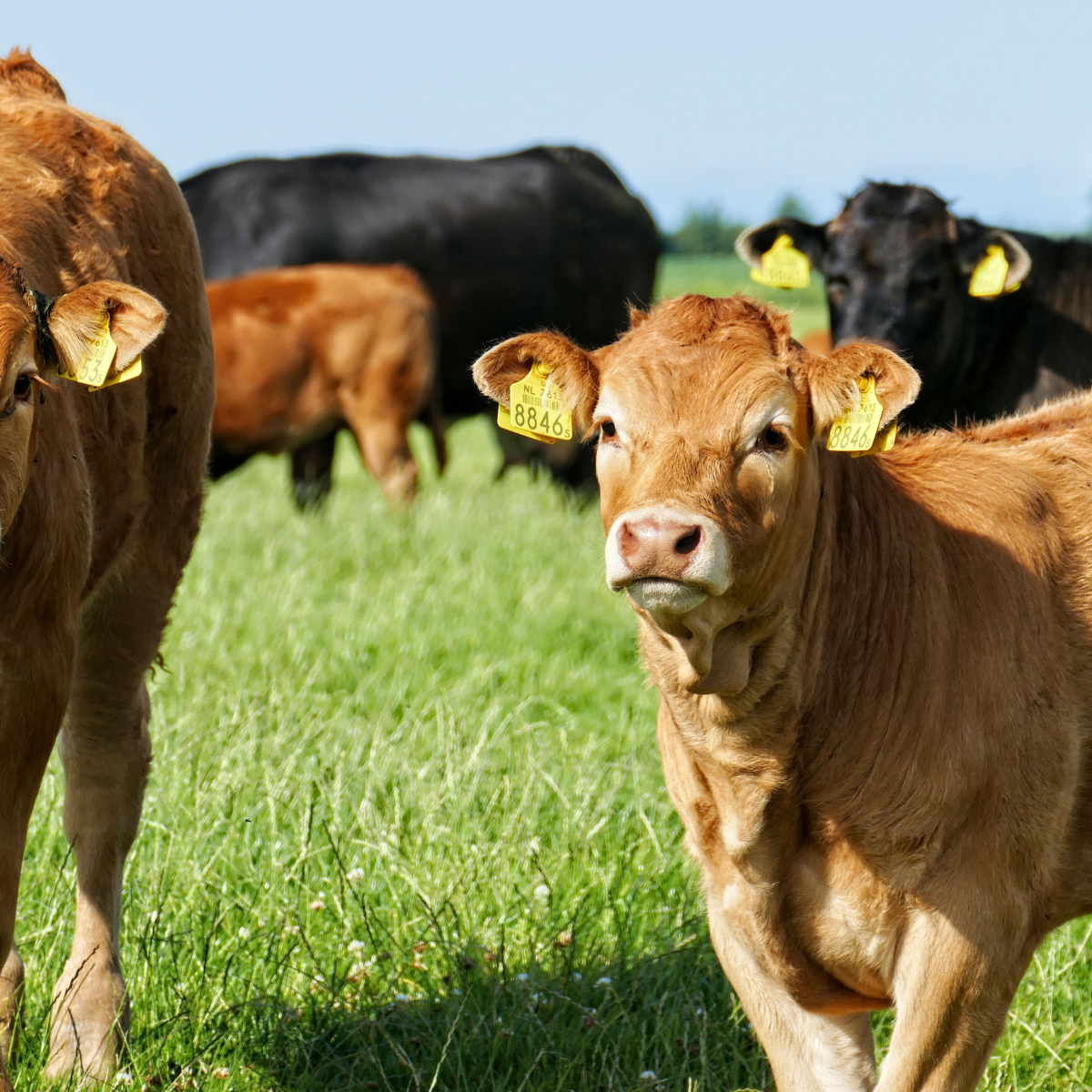 cattle in a field