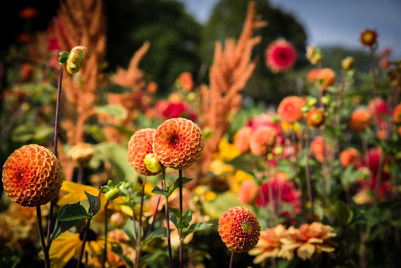 orange dahlia field