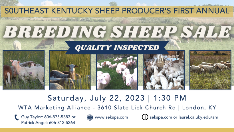 Southeast Kentucky Sheep Producer's First Annual Breeding Sheep Sale, Quality Inspected, Saturday, July 22, 2023| 1:30 PM WTA Marketing Alliance - 3610 Slate Lick Church Rd. London, KY Contact phone Guy Taylor: 606-875-5383, Patrick Angel: 606-312-5264 Web sekspa.com info: sekspa.com or laurel.ca.uky.edu images of sheep in background with four smaller images of groups of sheep from Kentucky producers