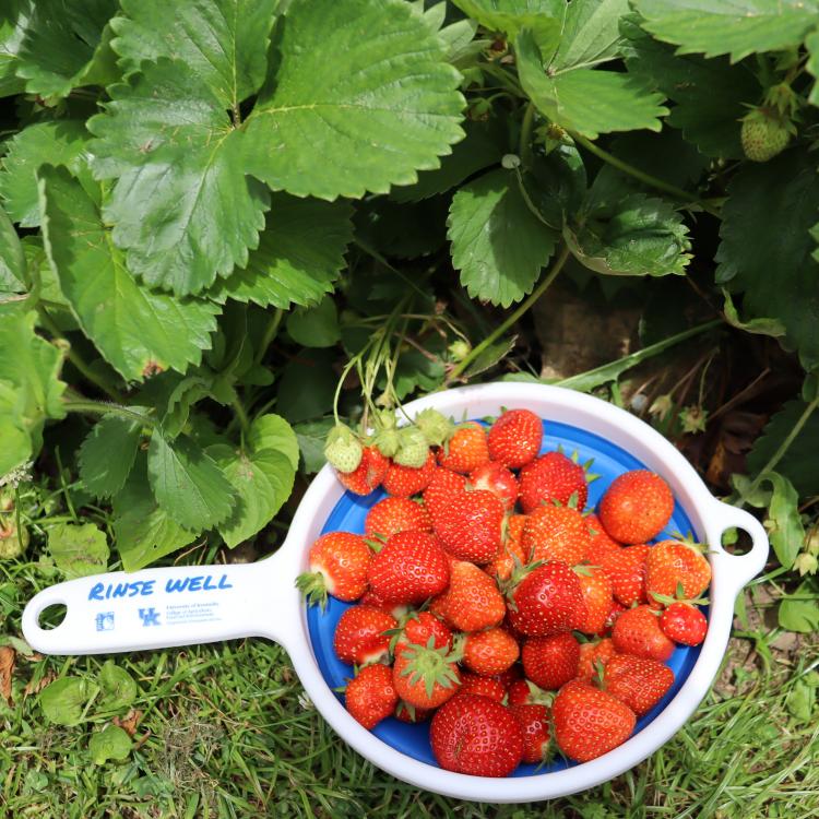  strawberries in UK Rinse Well branded collander in front of strawberry plants
