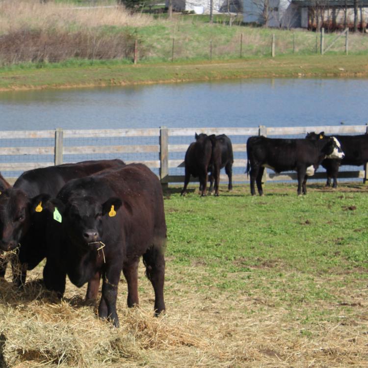  Black cows eating hay in a field with pond