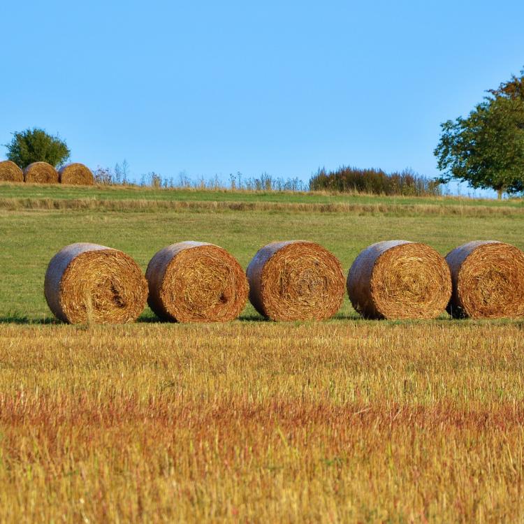 5 round bales of hay in a field