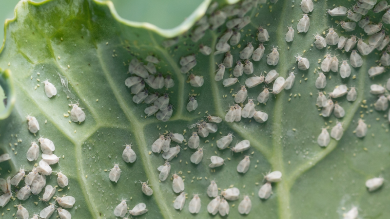 Bugs on cabbage leaf