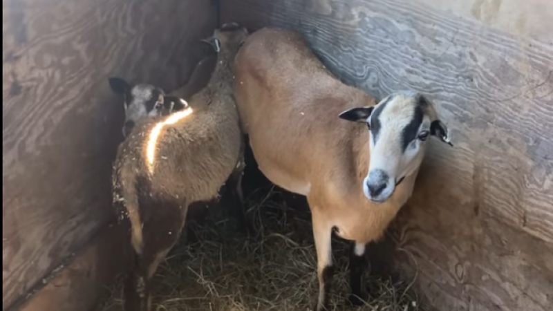 Sheep