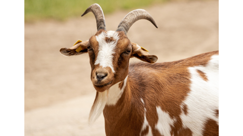 goat