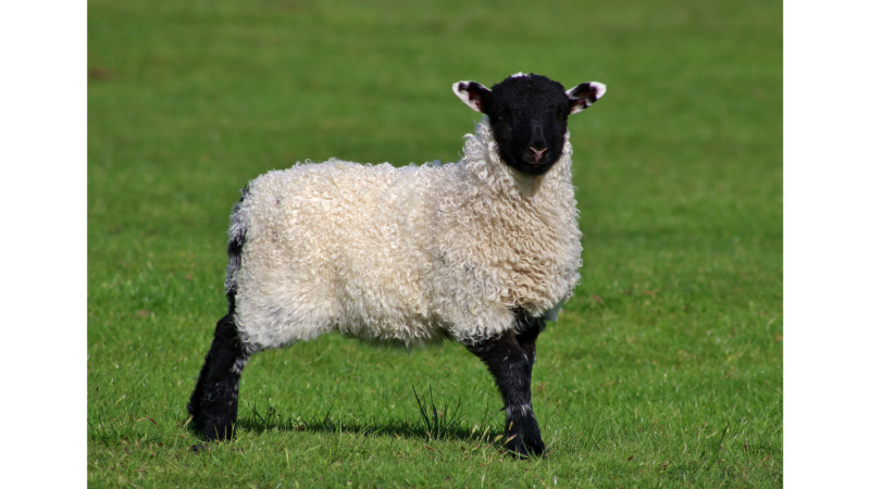 livestock club
