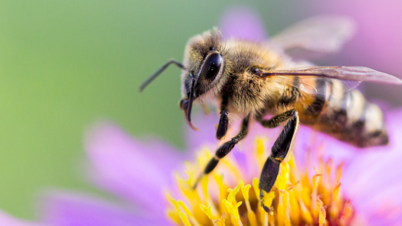 honey bee on purple and yellow flower