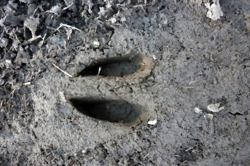 4-H deer footprint